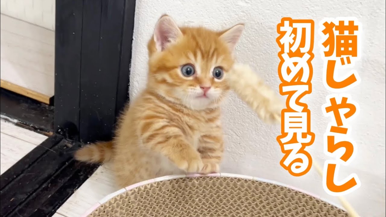 子猫のぽちゃくん、生まれて初めて猫じゃらしを見た結果がこちら！ #子猫 #マンチカン