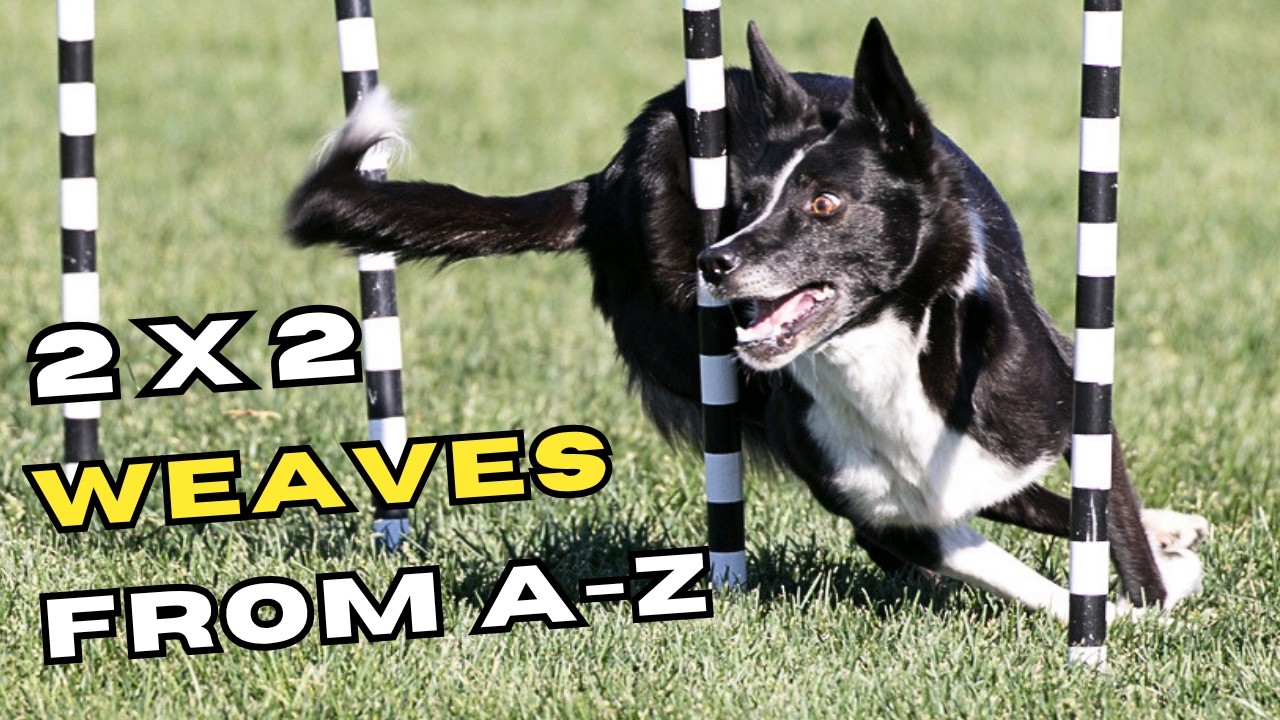 2x2 Weave Pole Training: From Beginner to 12 Poles