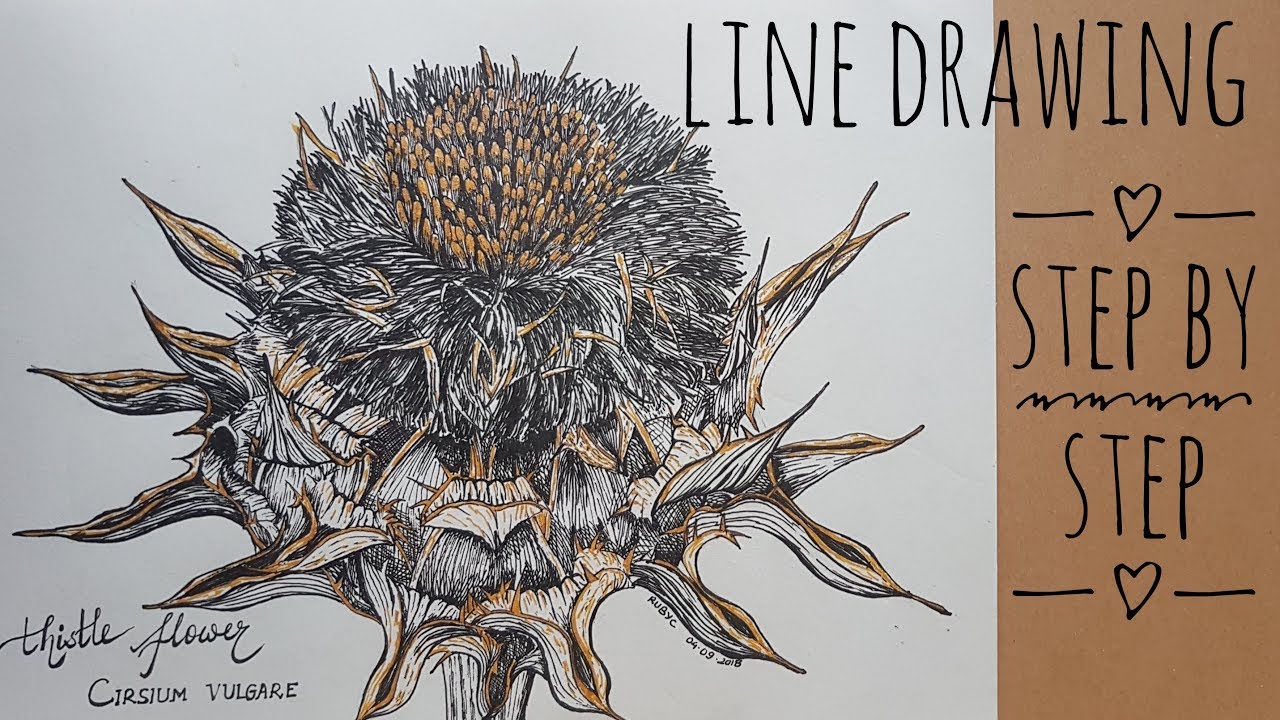 Line Drawing :  Thistle Flower