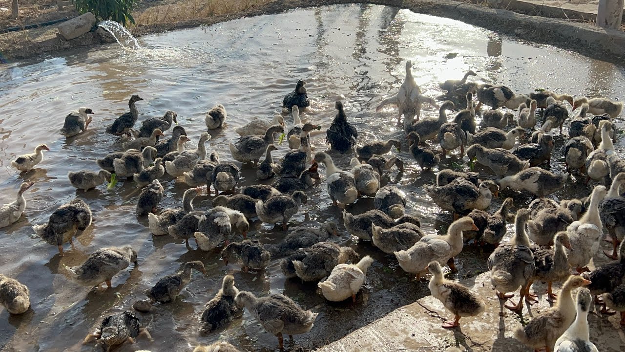 الوز قاز