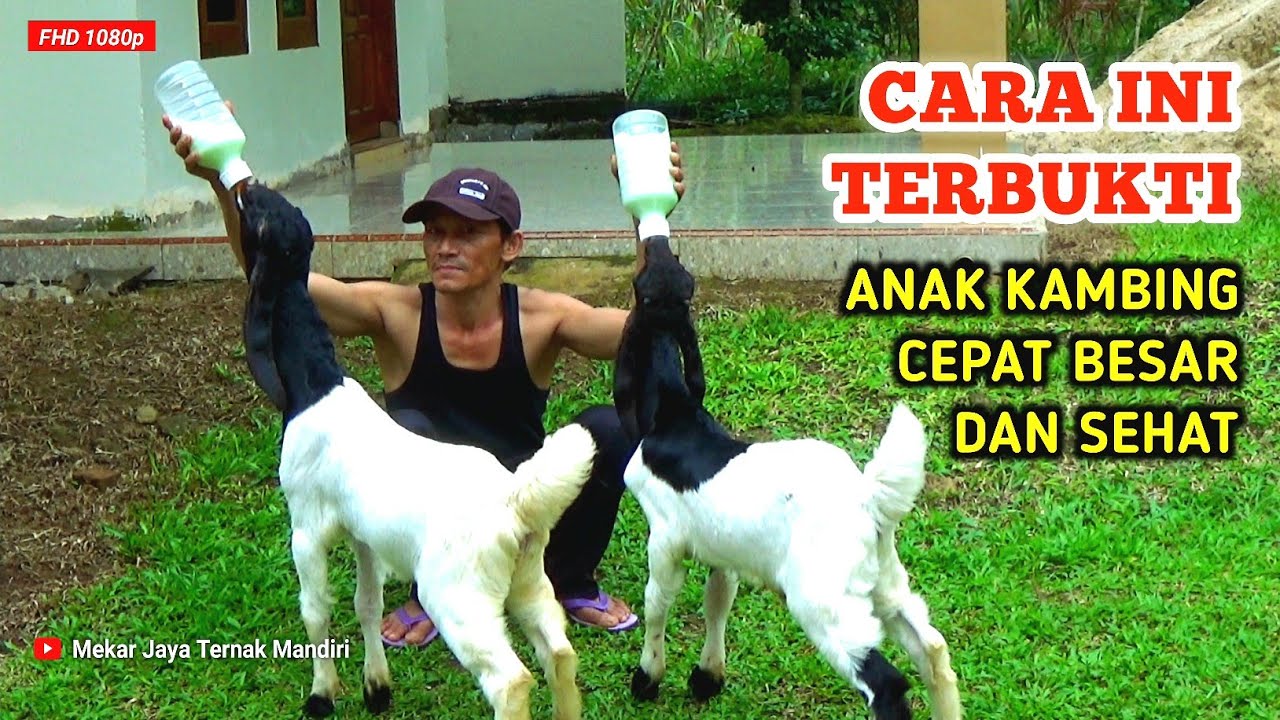SUPAYA ANAK KAMBING CEPAT BESAR SETELAH DI SAPIH INDUKNYA