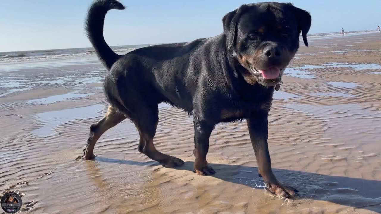Rottweiler First Time At Formby Beach, Liverpool