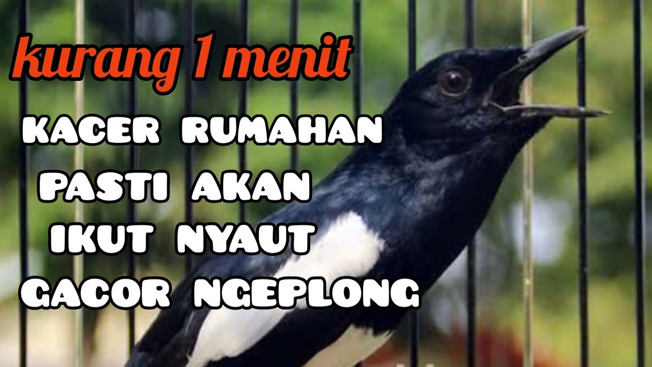 pancingan kacer rumahan, di jamin ikut nyaut