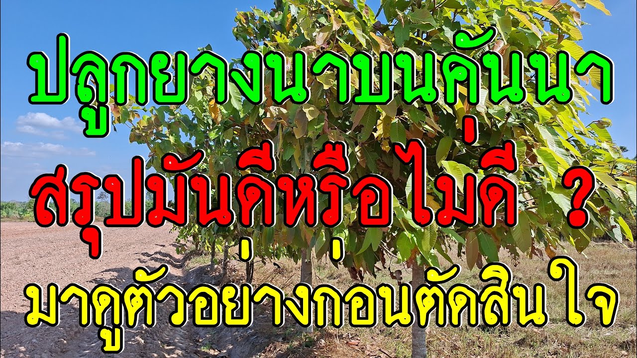 ปลูกยางนาบนคันนาดีไหม ? โตดีหรือเปล่า มาดูของจริงในคลิปนี้ ปลูกมา 4 ปี ได้ผลแบบนี้ครับ