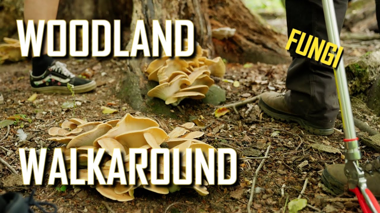 FUNGI: Woodland Walkaround with @davetheplantman
