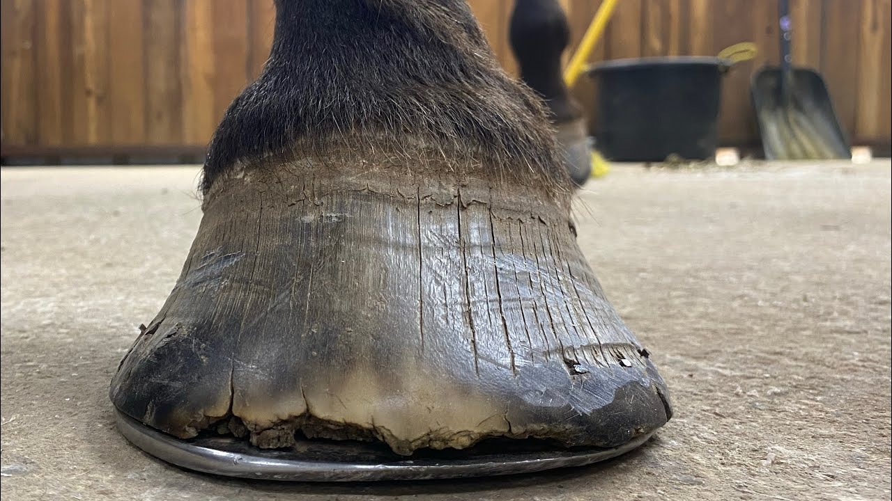 THIS HORSE’S FOOT WAS A WRECK! WE FIXED HIM!!!! With Lee Olsen Certified Journeyman Farrier