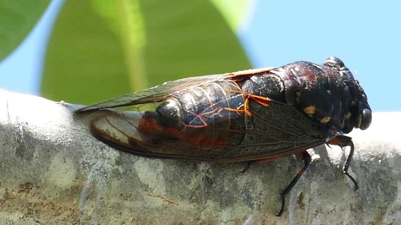 Cicadas and its sound * Tonggeret dan suaranya