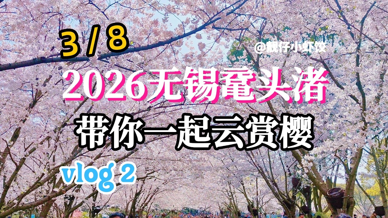2026Wuxi Yuantouzhu cherry blossoms | episode 2无锡鼋头渚赏樱攻略 | 带你一起云赏樱(二)