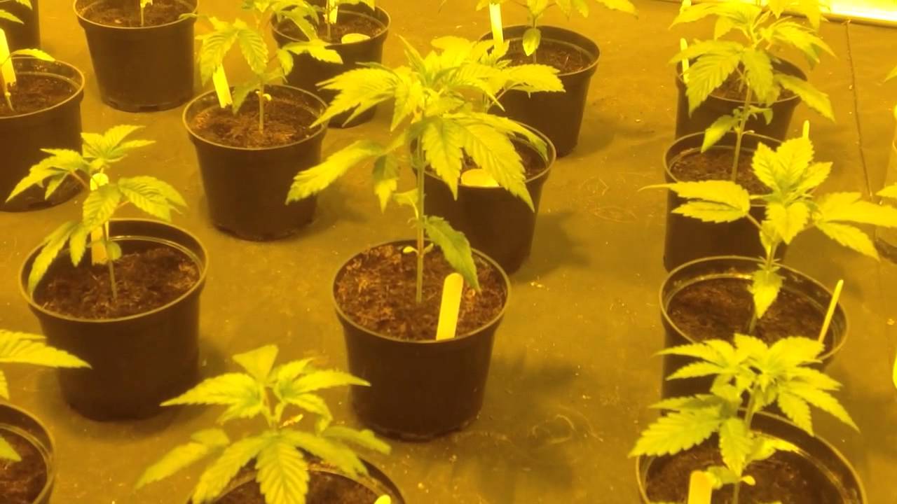 dank genetics