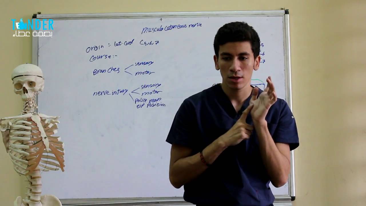 musclocutanous nerve