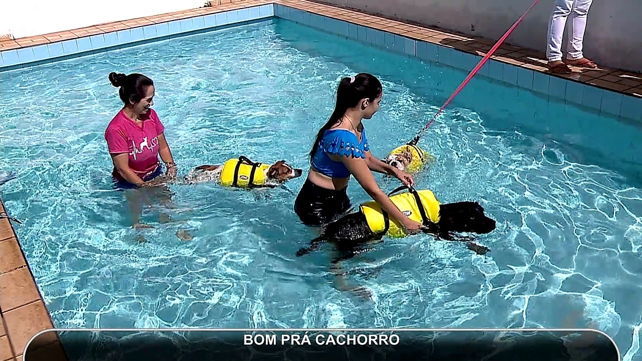 JMD (01/06/18) - Hidroterapia para cães