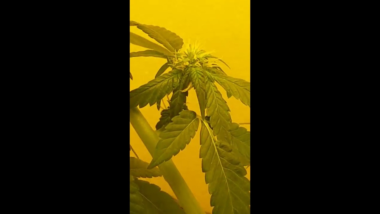 1month, 2 weeks into flower👀