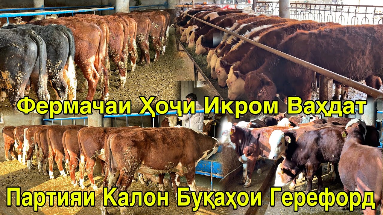 ПАРТИЯИ КАЛОН БУҚАҲОИ ГЕРЕФОРД ВОРИД ШУД ФЕРМАИ ВАҲДАТ 14 марта 2026 г.