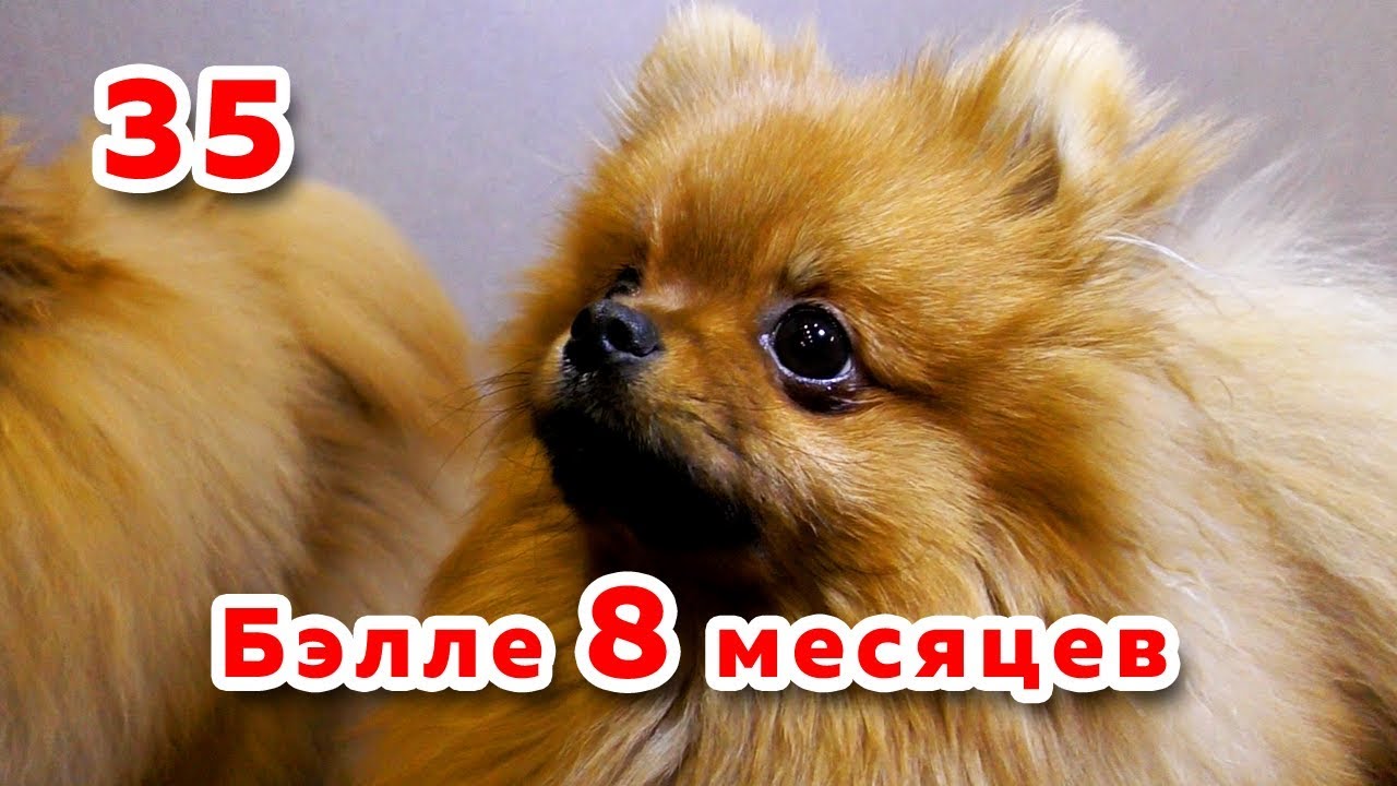 🐾 Собака съела деньги, щенок шпица в 8 месяцев, 2019
