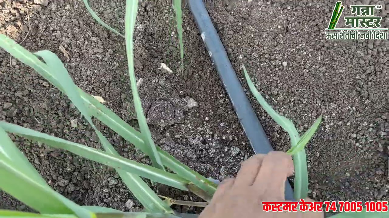 गन्ने में मदर शूट कैसे तोड़े? क्या हैं इसके साइंटिफिक रिझन? How to remove Mother shoot in sugarcane.