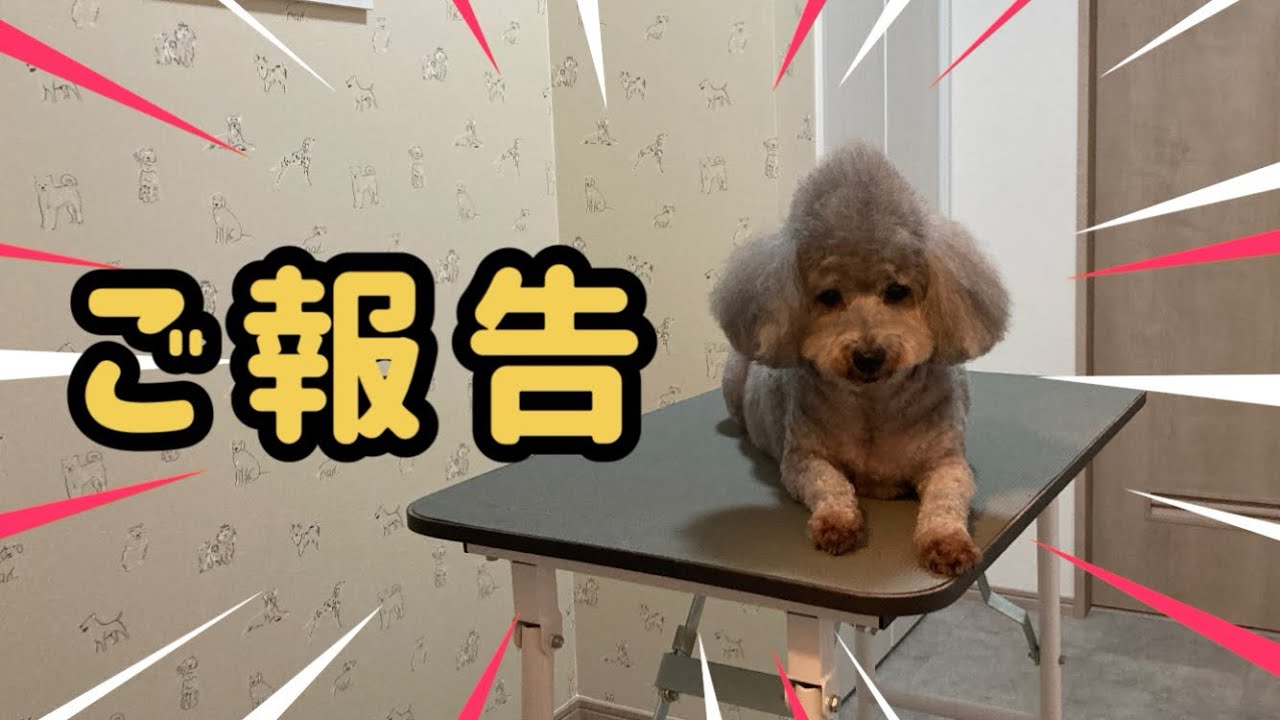 トリミング部屋が出来ました！セルフトリミング