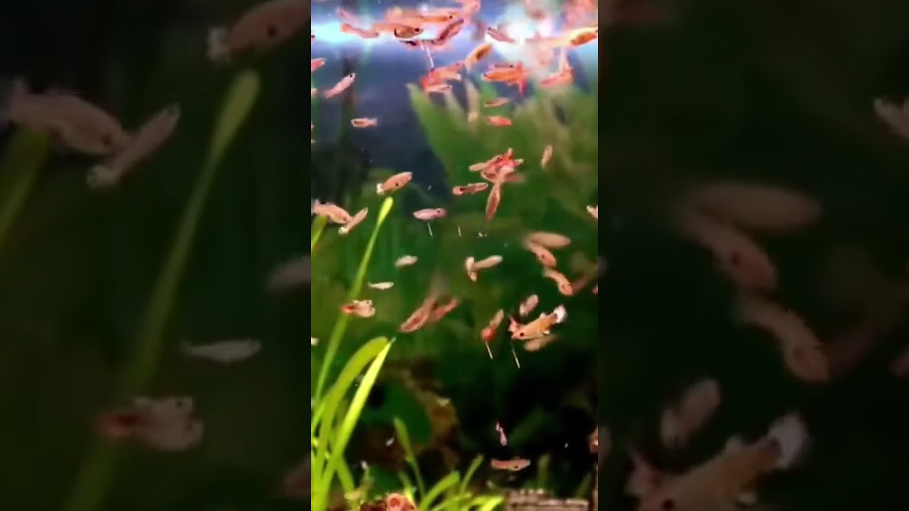 Como criar peixe guppy