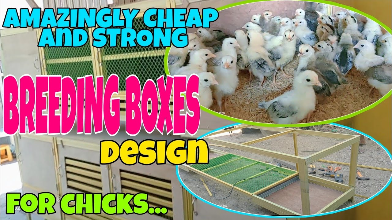 HOW TO MAKE CHEAP AND AMAZING BREEDING BOX DESIGN FOR CHICKENS...