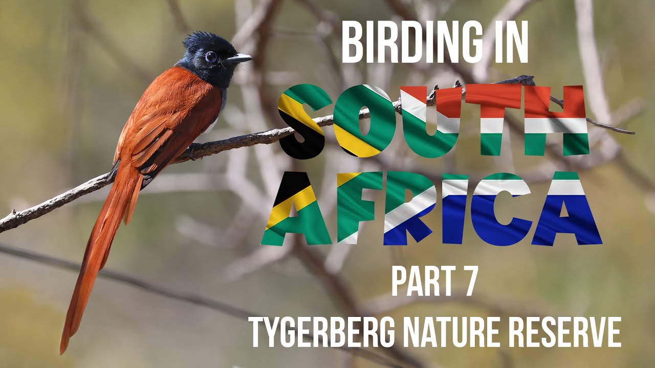 Birding in South Africa Part 7 Tygerberg Nature Reserve