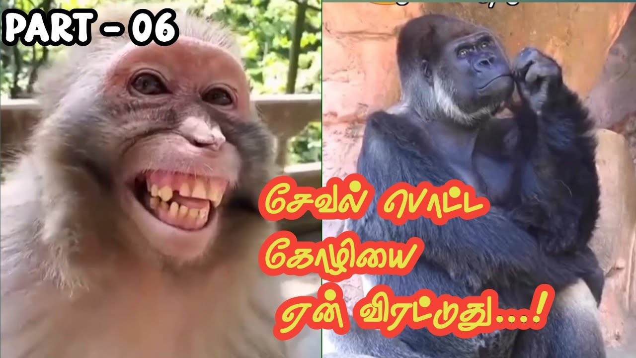 Part - 06 ஸ்கூட்டி மோதி வாலிபர் உயிர் ஊசல் 🤣🤣🤣