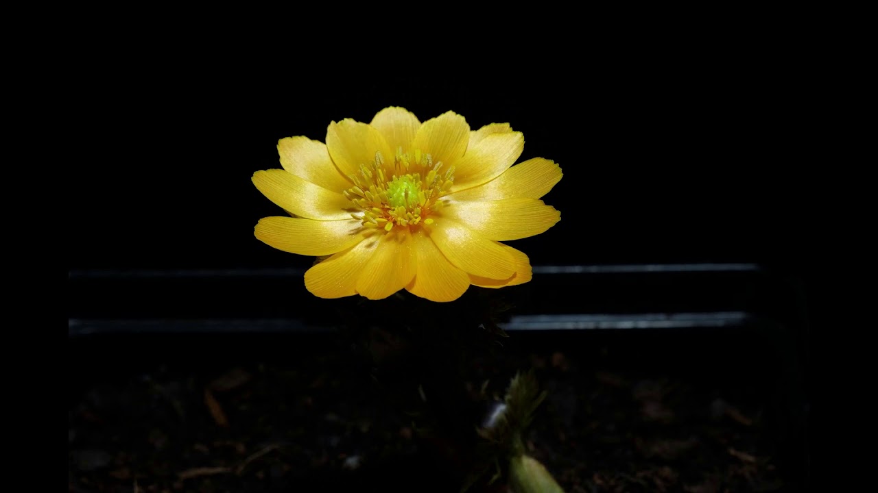 Blooms in Action