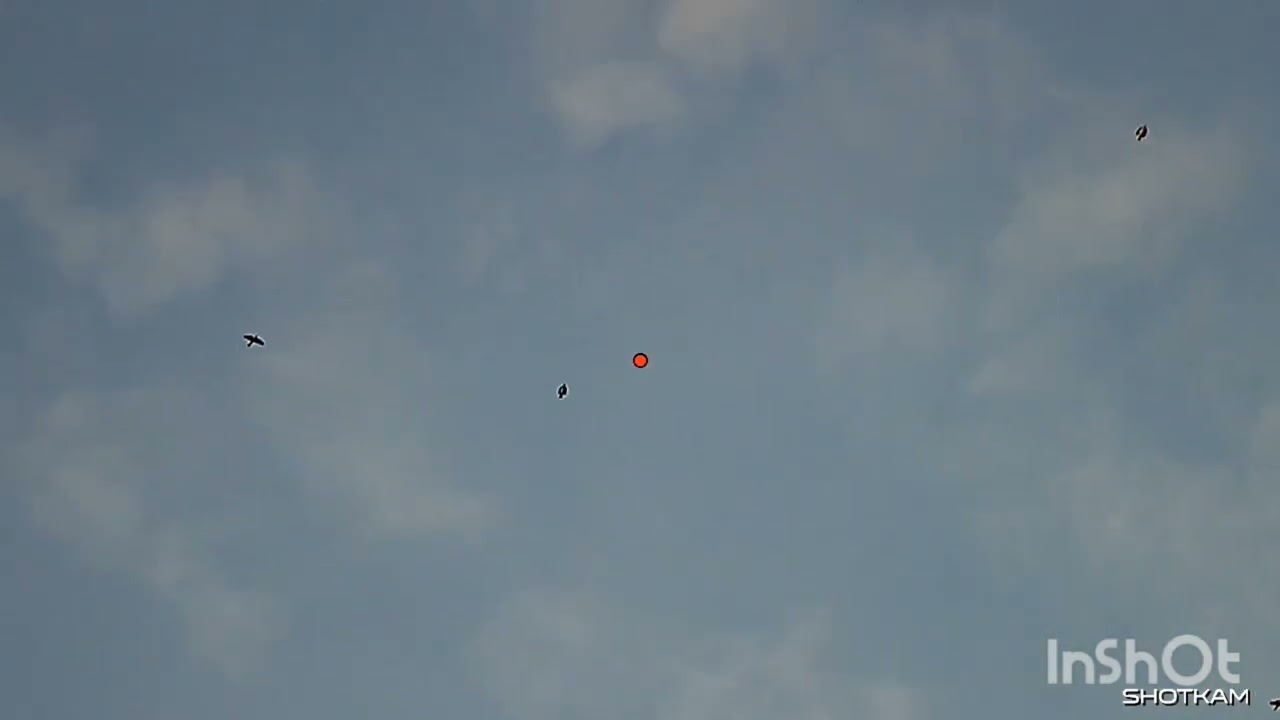 Κυνήγι τσίχλας και φασσας με Shotkam...