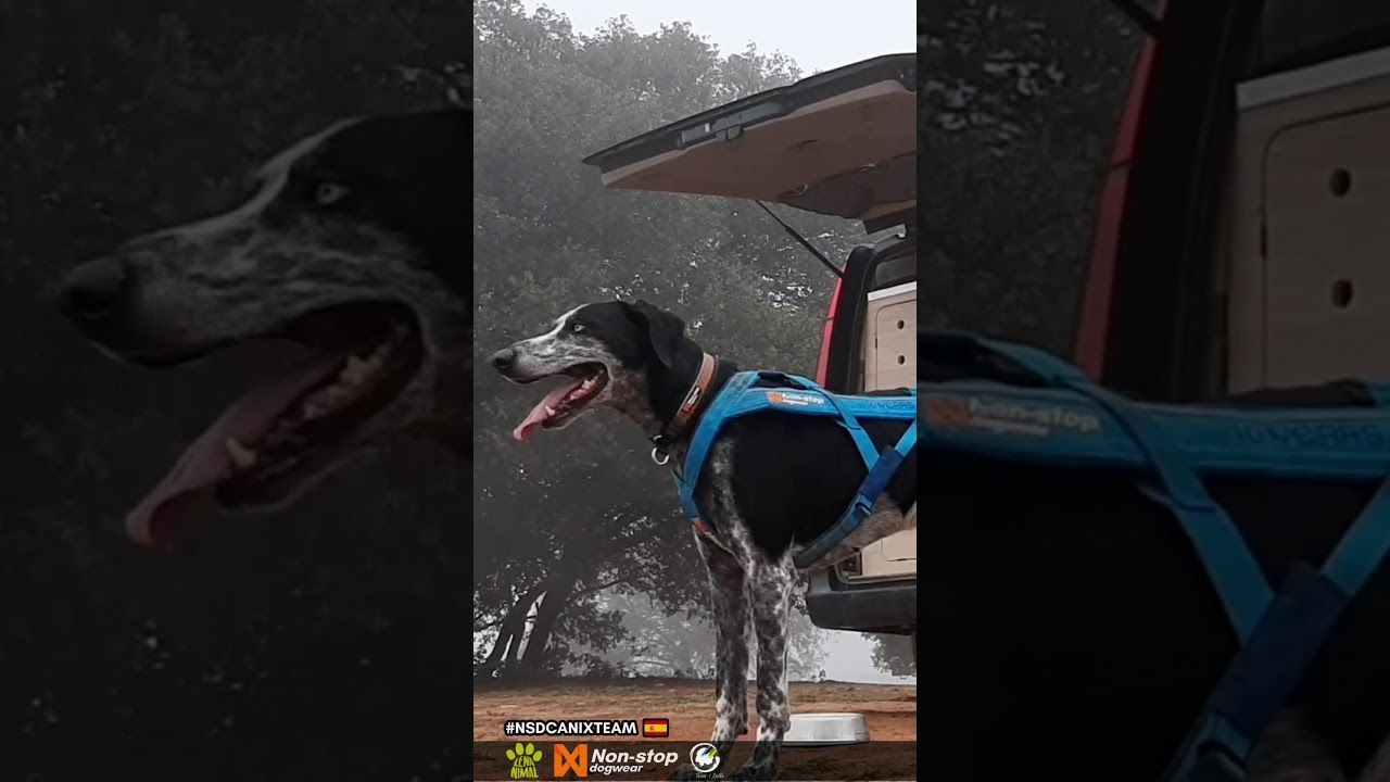 Bikejoring Training (Xamaco - Eurohound)