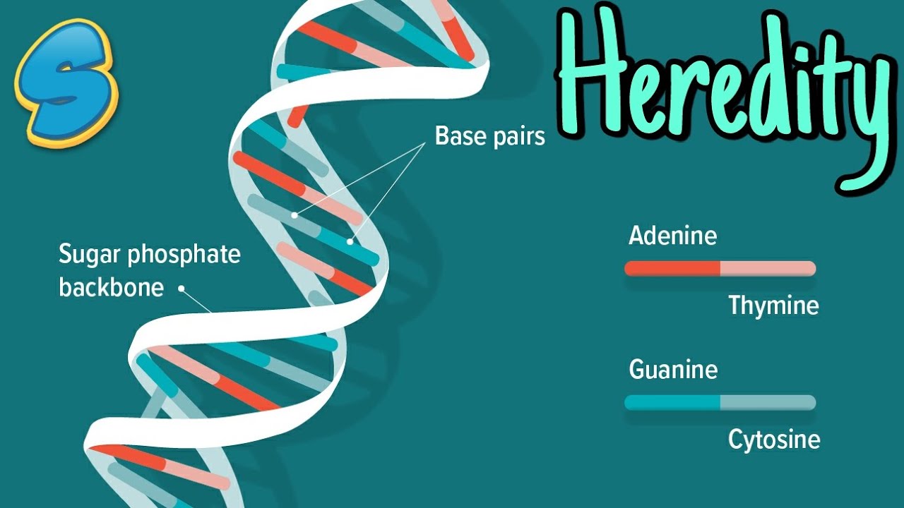Introduction to Genetics (በአማርኛ) Grade 10 Biology Unit 2 Part 1