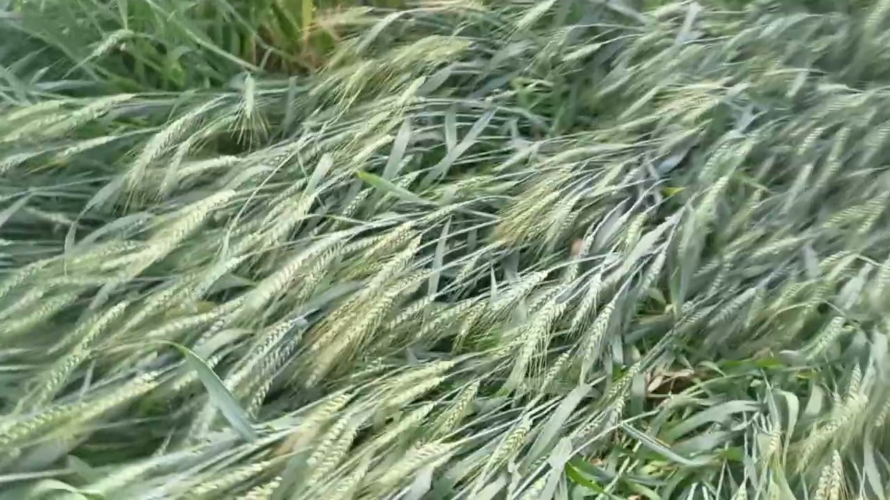 Parson ki hawa Se hamare khet ka Hal 😭😭😭