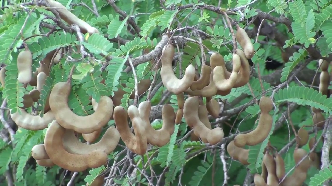 Tamarindus indica