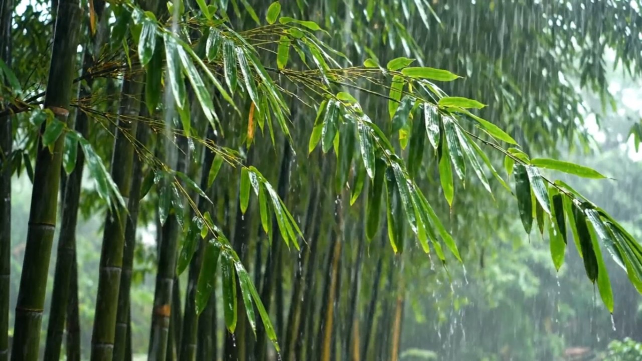 Heavy Rain in a Bamboo Forest 🎋 Soft Thunder ASMR