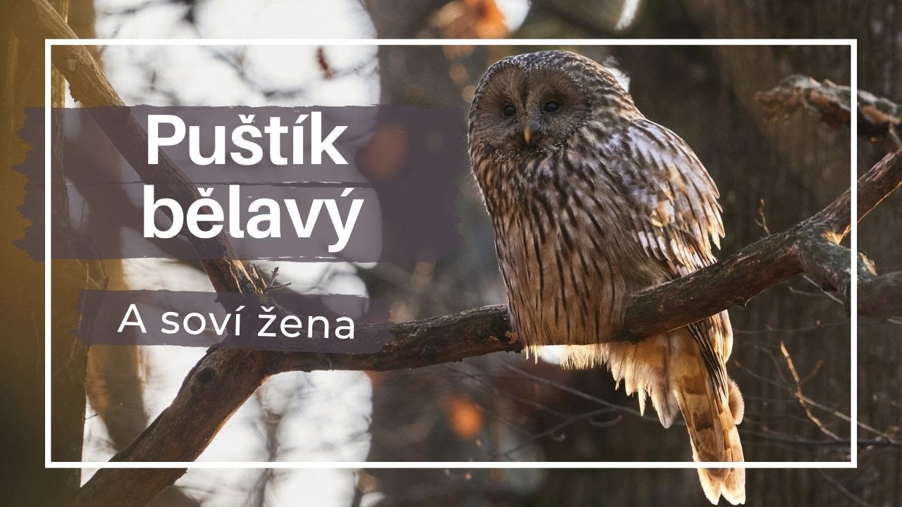 Puštík bělavý a soví žena (Sova dlhochvostá, Strix Uralensis)