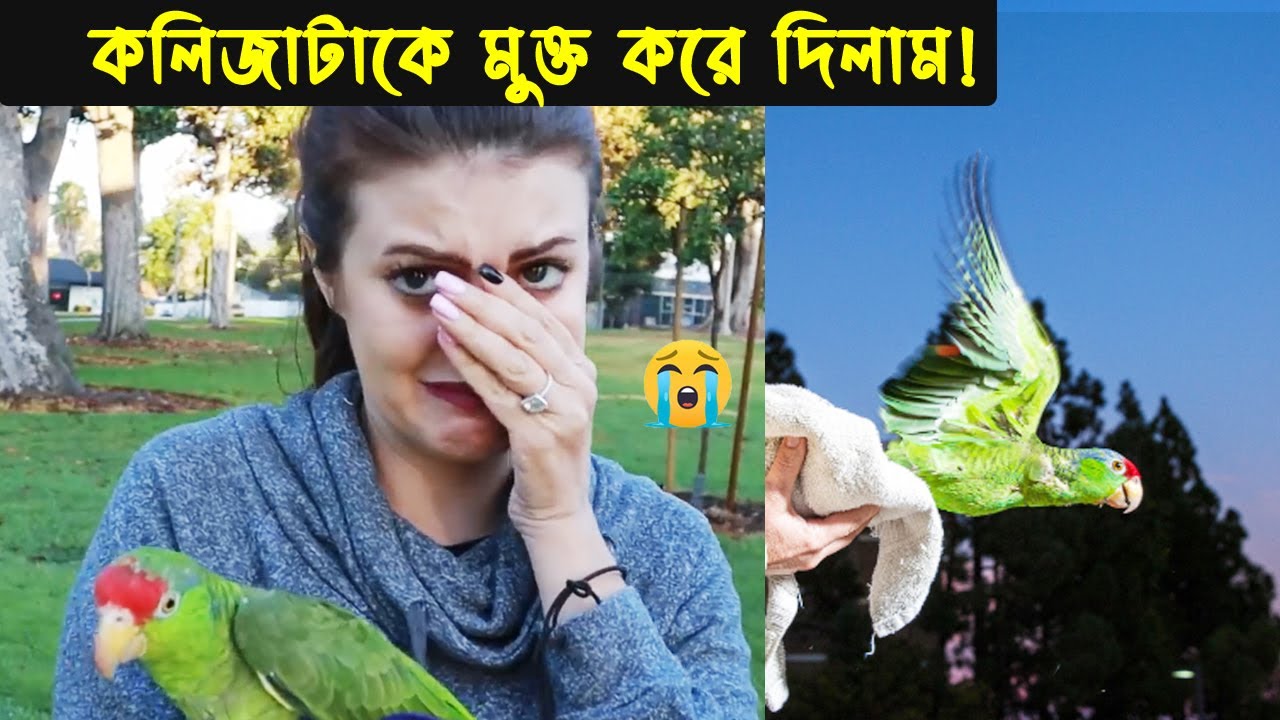 দুর্ভাগা (কথা বলা) টিয়া ছানার জীবন কাহিনী | Bird Story - 104 | The life story of Parrot Bird | Ep:02