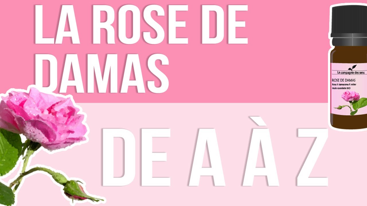 [HUILES ESSENTIELLES] À la découverte de la Rose de Damas