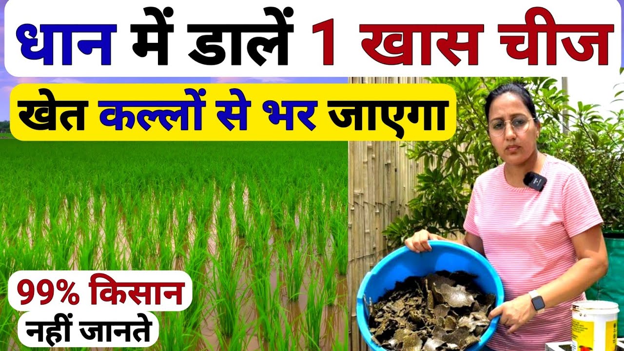 धान में डाले सिर्फ 1खास चीज 😲 खेत कल्लों से भर जाएगा | dhan me sarso ki khali ka prayog | dhan kheti