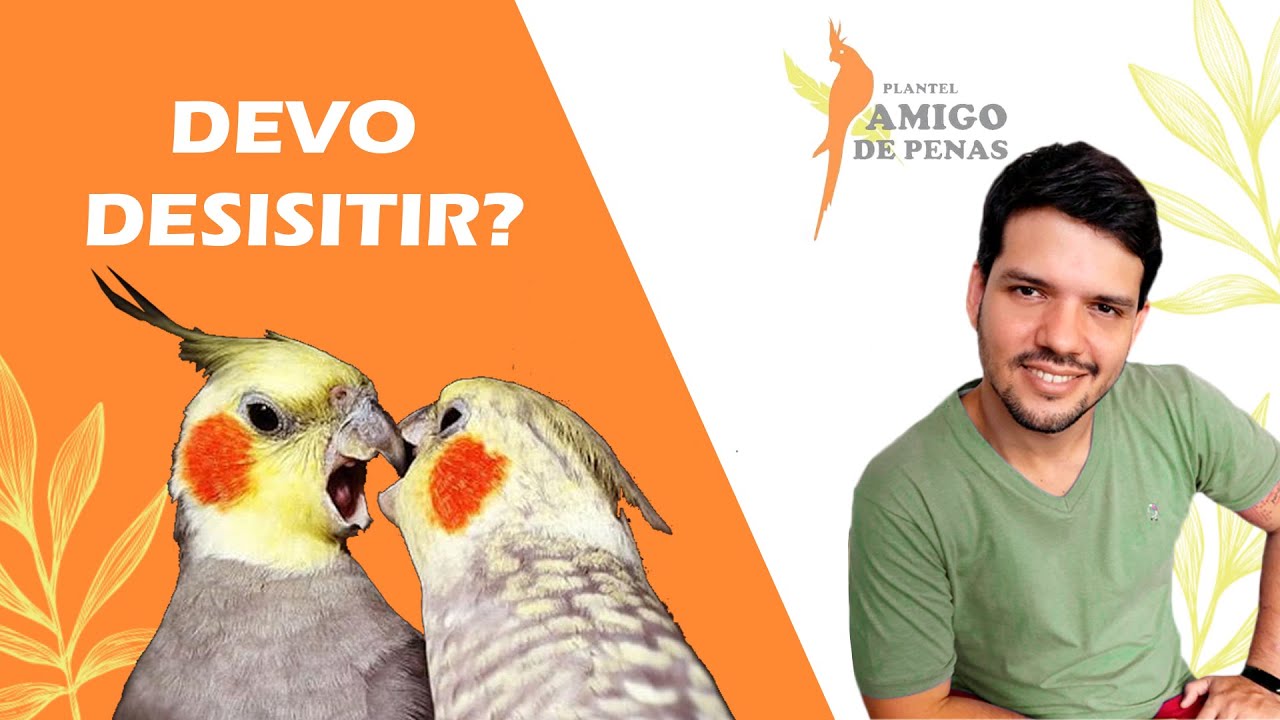 Casal de calopsita não dá certo. O QUE FAZER?