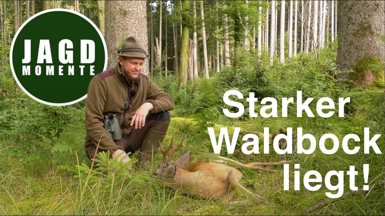 Starker Waldbock liegt! | JagdMomente mit Felix | Webserie #5