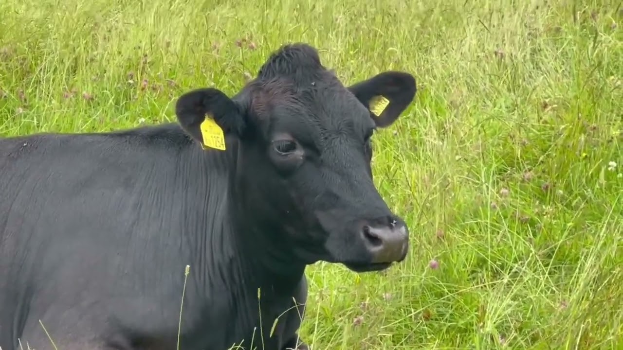 Wood pasture grazing on Exmoor and FIPL funding for sustainable farming