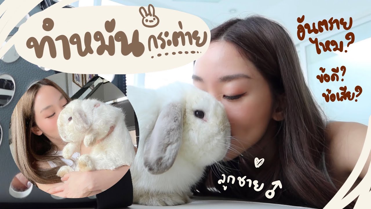 EP.40 ทำหมันกระต่ายตัวผู้ น้องทีทีบอกลาไข่น้อย #BunnyTTCoupe | Joyjee Loveberry