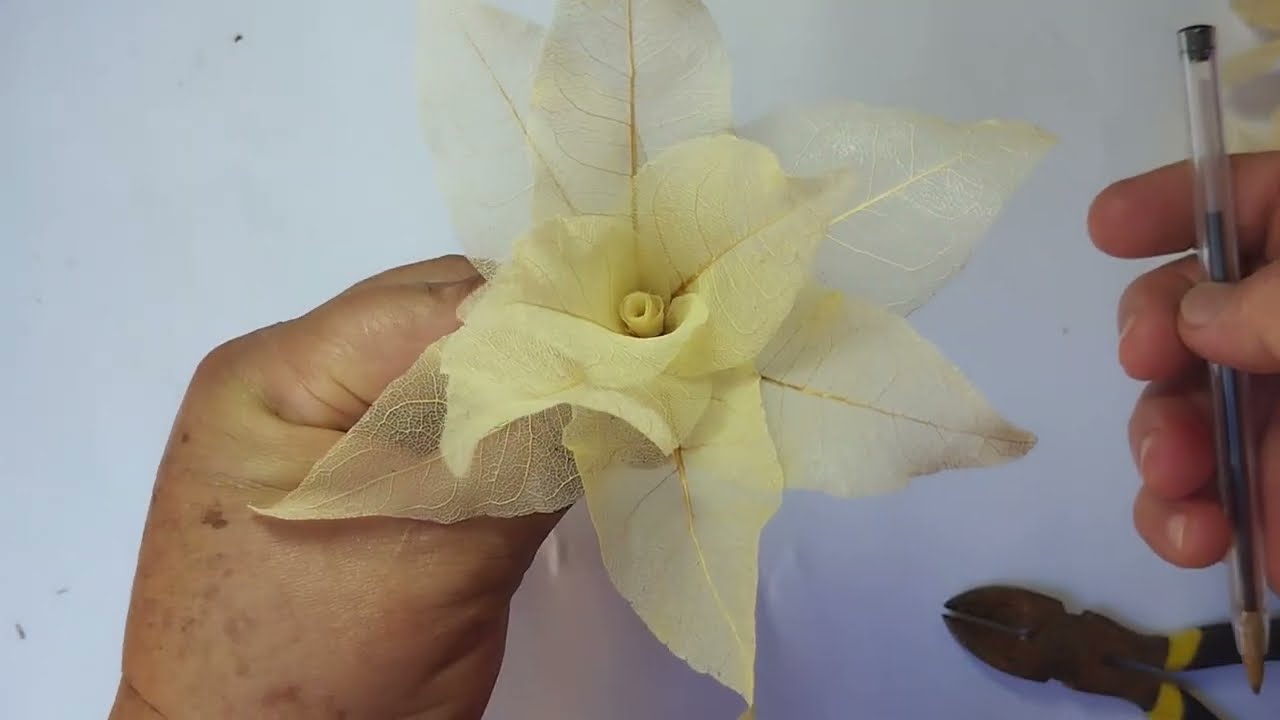 Flores Naturais que Nunca Murcham – Folha Esqueletizada de Cagaita