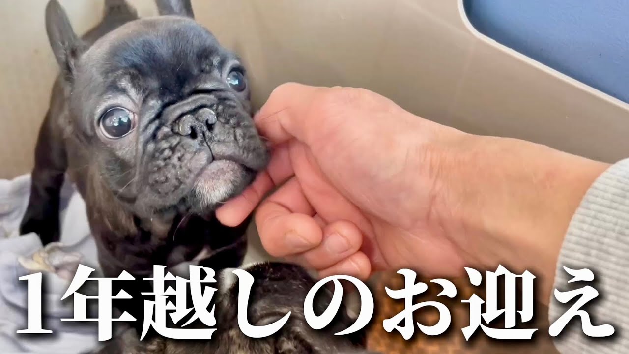 1年間待ち続けたご家族さまの所にこの子は巣立っていきます