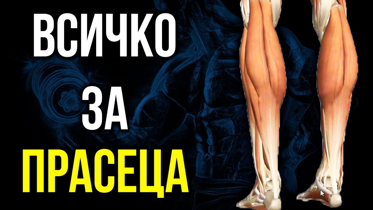 ПРАСЕЦ и АХИЛЕС- Мускули, функции, мобилност, упражнения и стречинг