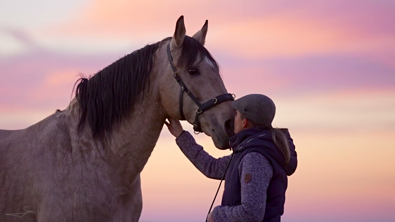 Leonie Bühlmann: Galeón, ein Lusitano von Yeguada La Perla, im Training mit dem Hillbury Kappzaum.