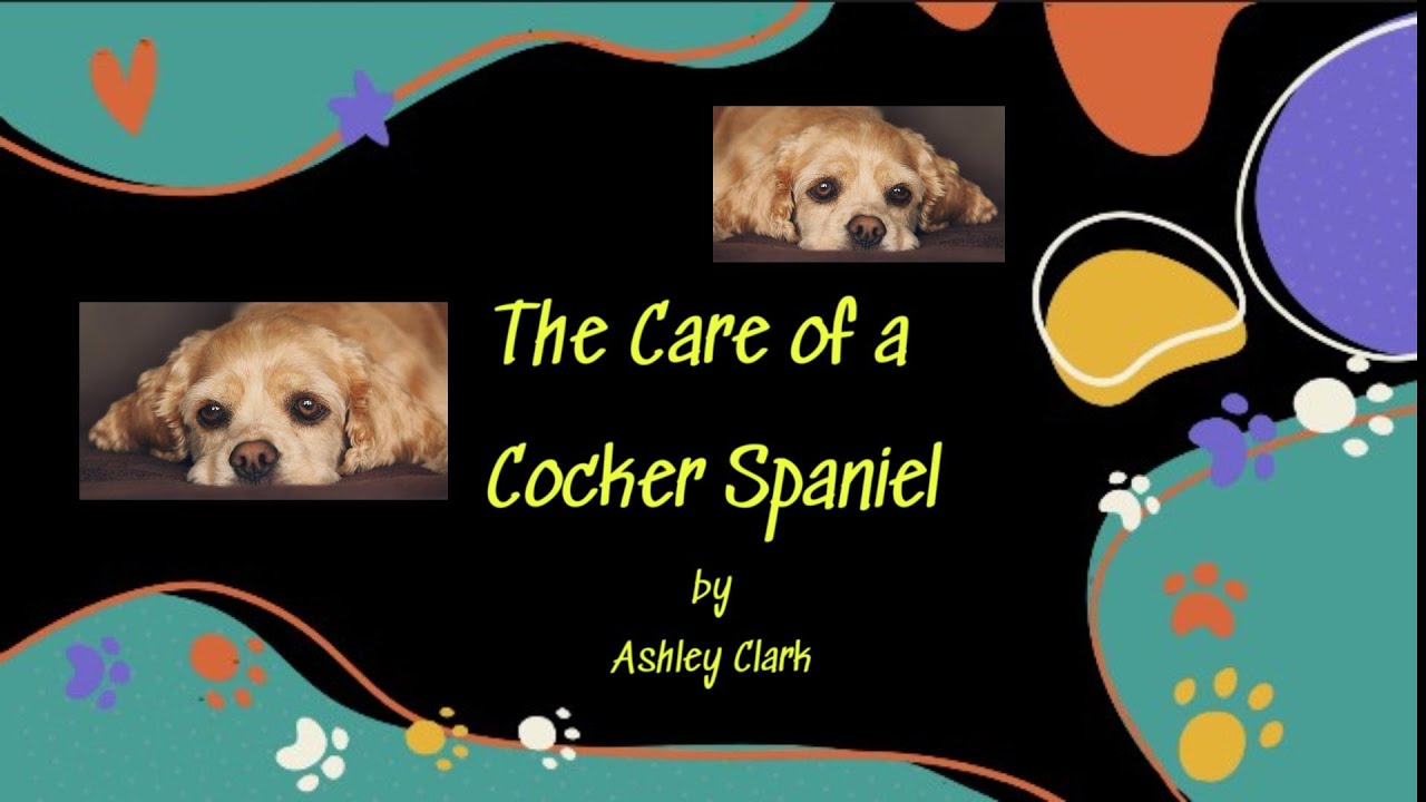 The Care of a Cocker Spaniel - Romans 13:10 / All God's Creatures