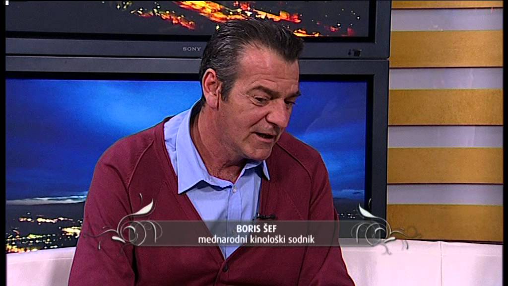 BELGIJSKI OVČAR - Živa, 5.2.2014