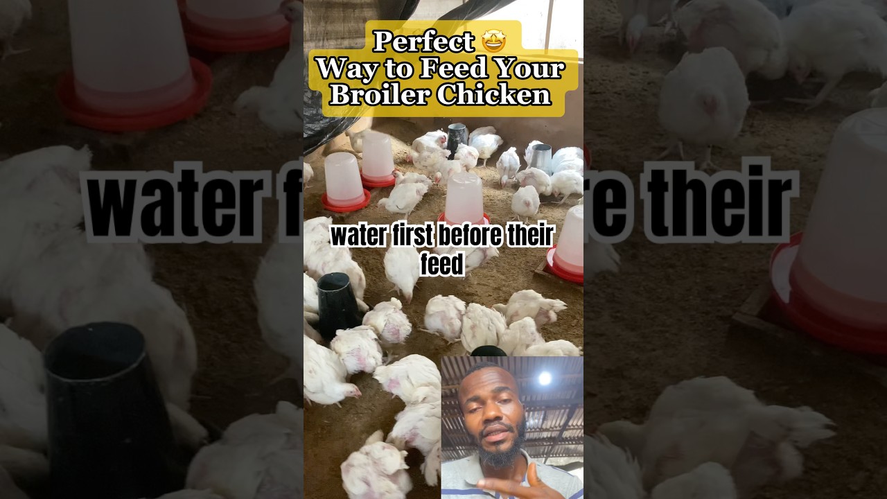 Best Ways to Feed Your Broiler Chicken #poultrytips #broilerfeeding #viralvideos