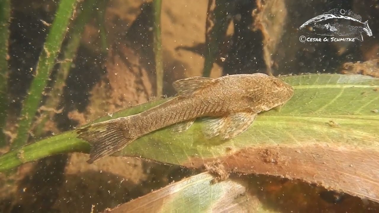 Hisonotus hungy