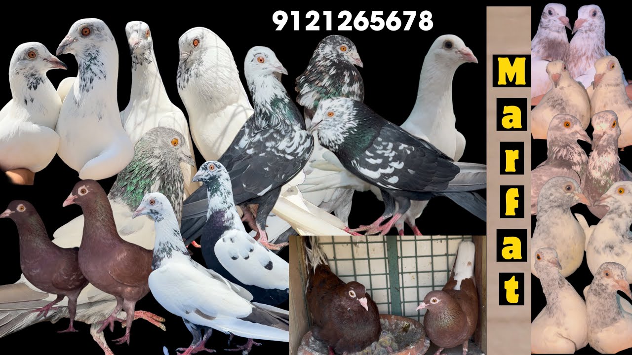 104 pigeons successfully delivered to Marfat bhai | Murshidabad | West Bengal