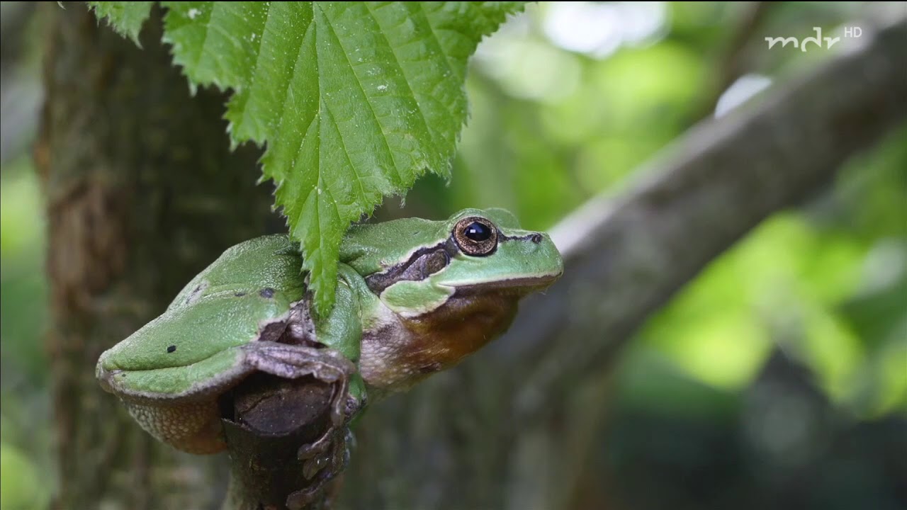 Laubfroschgarten
