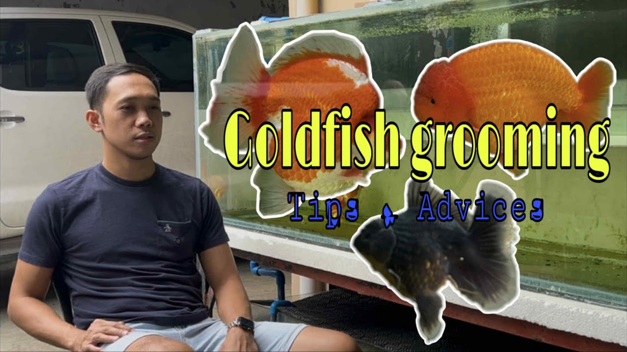 EP277. GOLDFISH GROOMING TIPS & ADVICES | CLYDE TORNIADO
